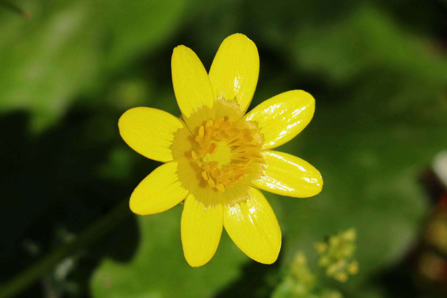 Wild Lesser Celandine Ranunculus ficaria flowering in late winter and early spring