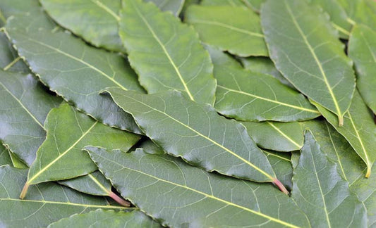 Bay Laurel Leaves (Laurus nobilis) ~ Organic Wild Foraged Laurel for Protection, Clarity, and Ritual Use