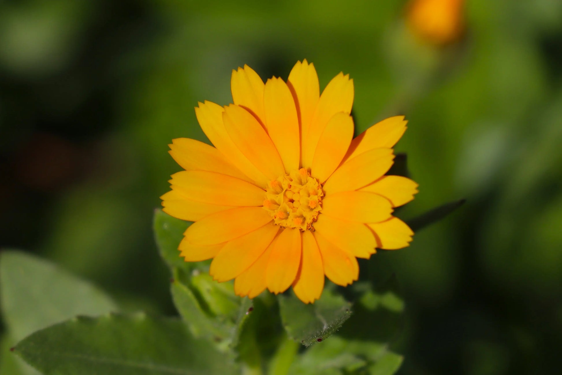 Calendula Flower Essence for warm communication, emotional clarity, openness and receptivity