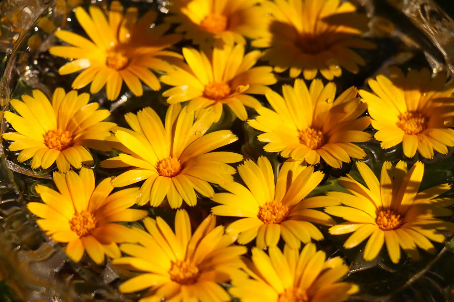 Calendula flower essence preparation using fresh wild calendula flowers placed in a glass bowl filled with spring water, capturing the traditional flower essence making process