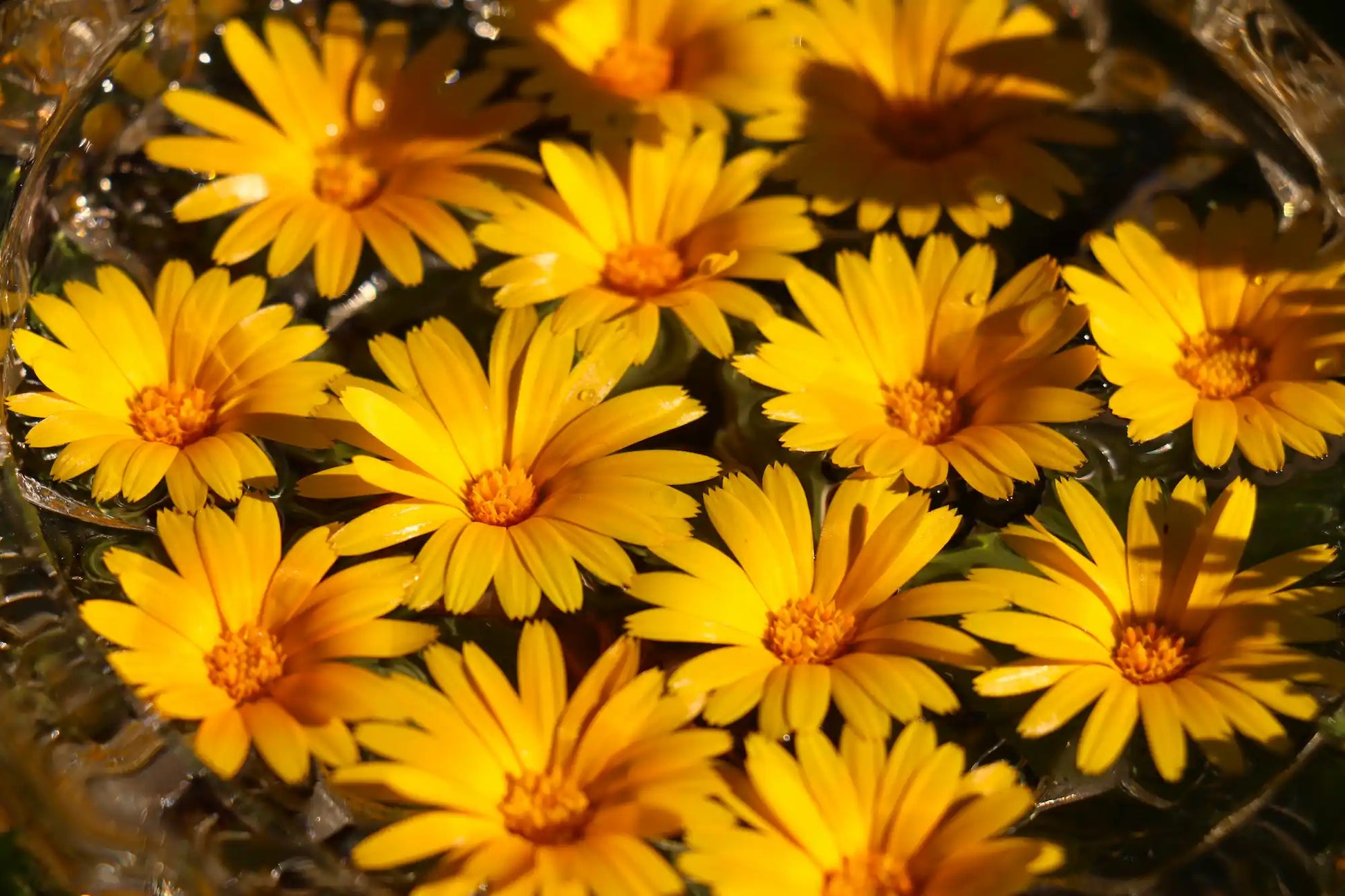 Calendula flower essence preparation using fresh wild calendula flowers placed in a glass bowl filled with spring water, capturing the traditional flower essence making process
