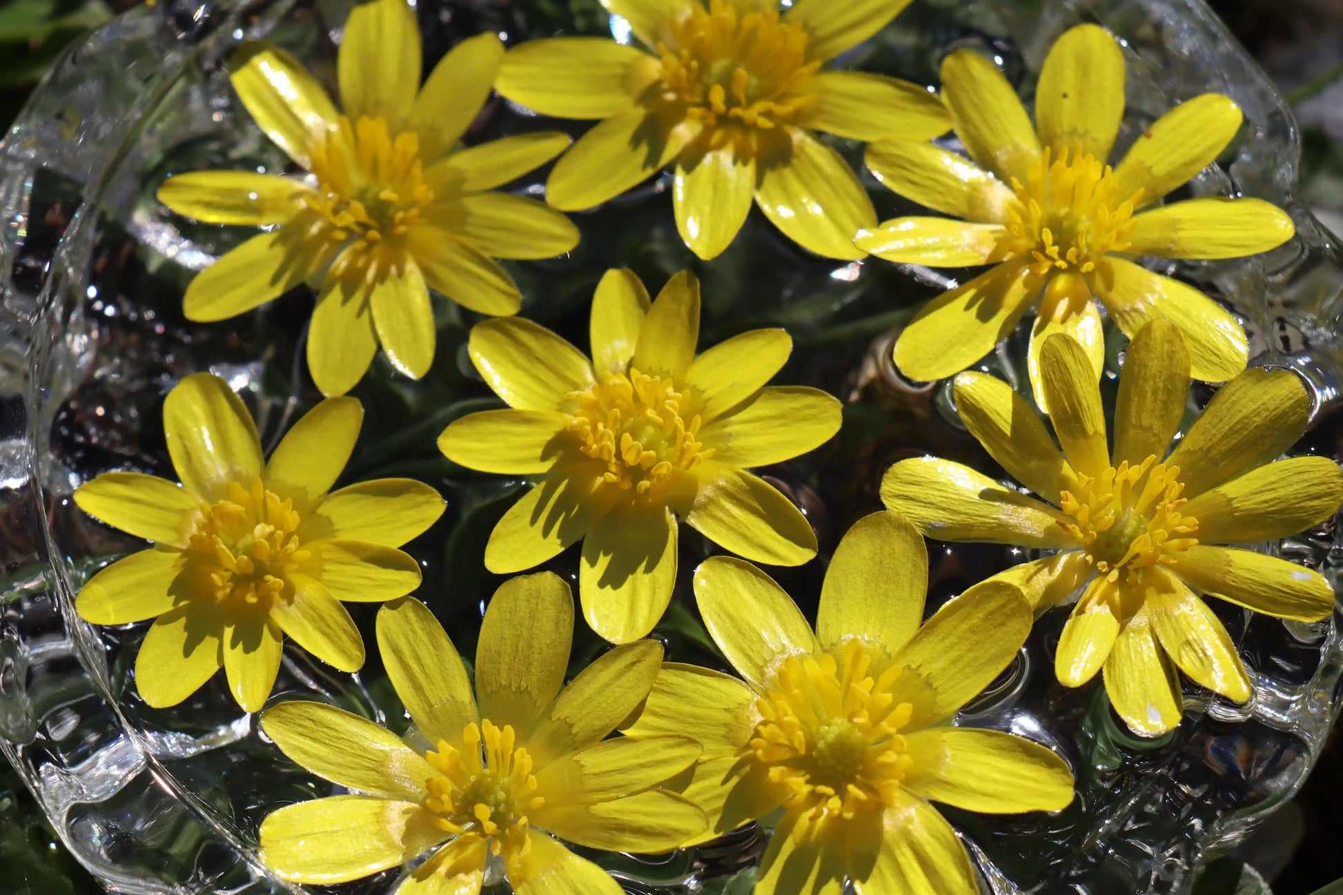 Lesser Celandine Flower Essence preparation in a glass bowl with spring water