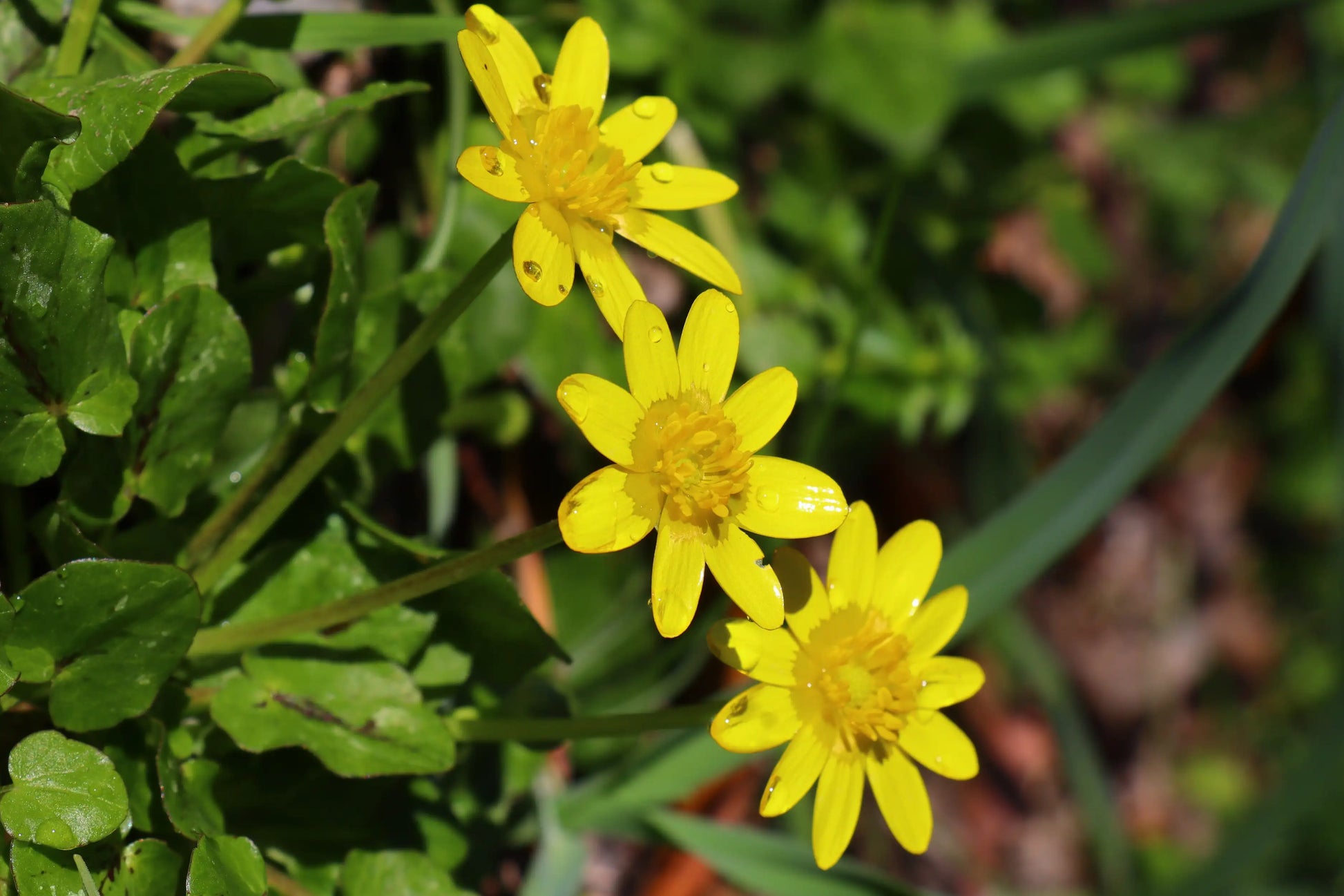 Lesser Celandine (Pilewort) yellow flowers growing close to the ground in early spring